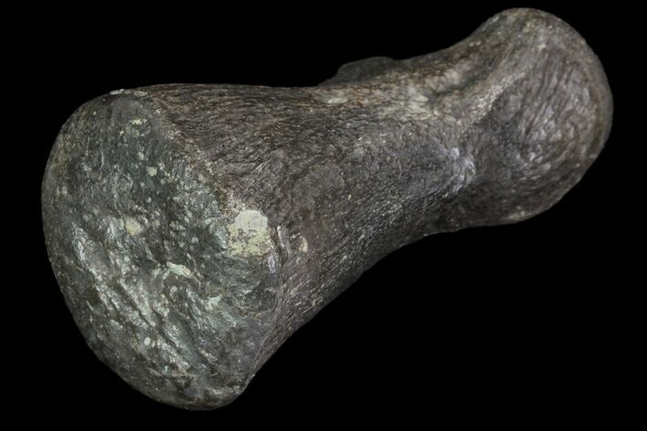 Hadrosaur (Duck-Billed Dinosaur) Finger Bone #82309